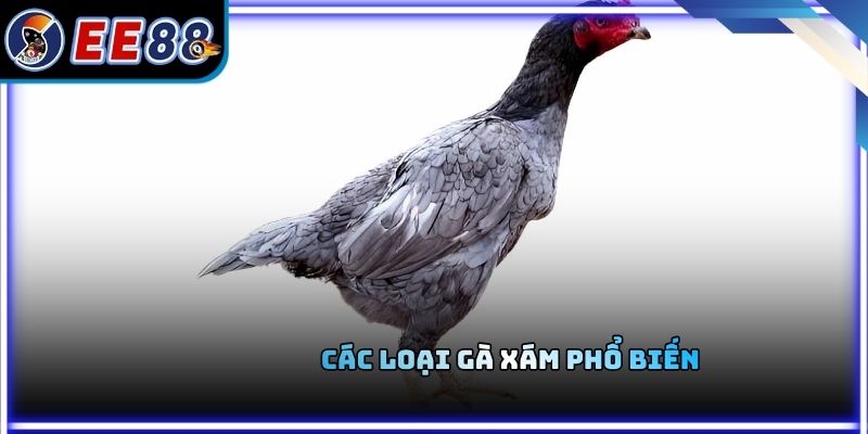 Các loại gà xám phổ biến