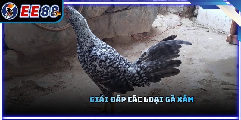 Giải đáp các loại gà xám