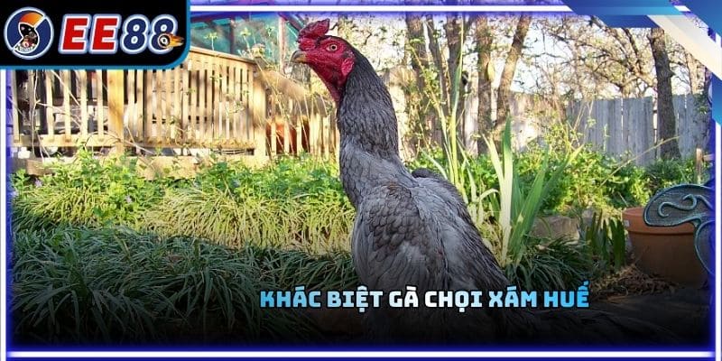 Khác biệt gà chọi xám Huế