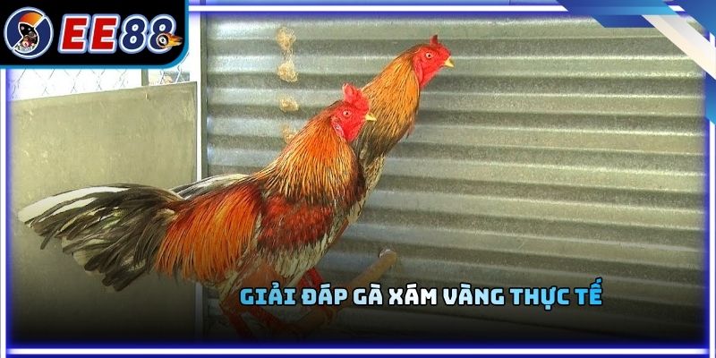Giải đáp gà xám vàng thực tế